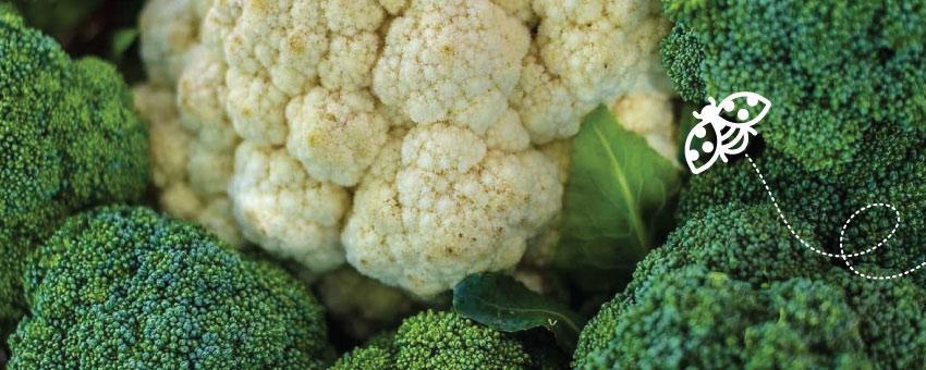 Beneficial bacteria bring 98% packout for Brassica farm – Farmer’s Weekly