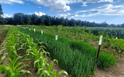 Andermatt Kenya to Host International Agricultural Journalists at IFAJ 2025