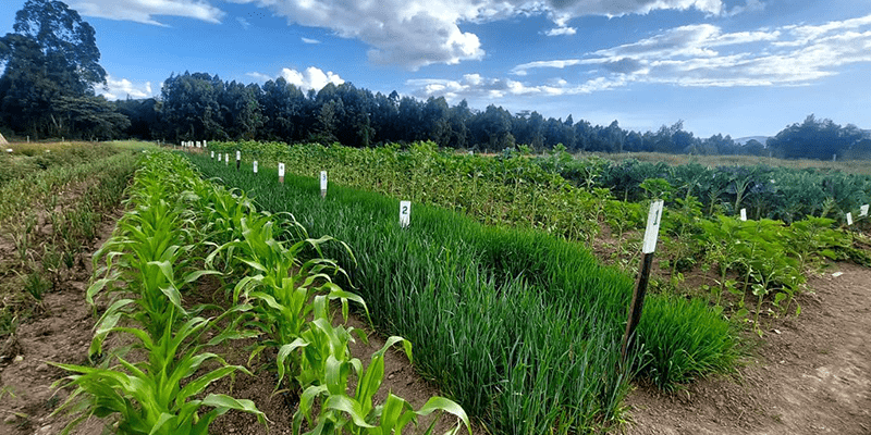 Andermatt Kenya to Host International Agricultural Journalists at IFAJ 2025