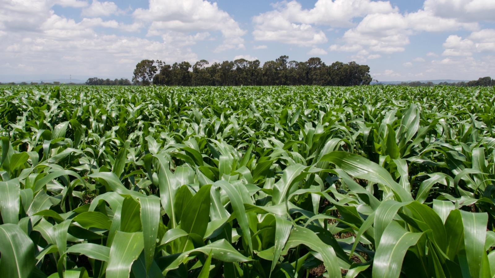 Andermatt and Novonesis join hands to launch Cell-Tech® for soy farmers in Africa.